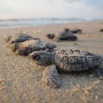 sea-turtle
